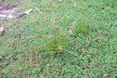 Pycreus atroglumosus